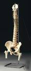 Spine Vertebral Column w Femoral Heads